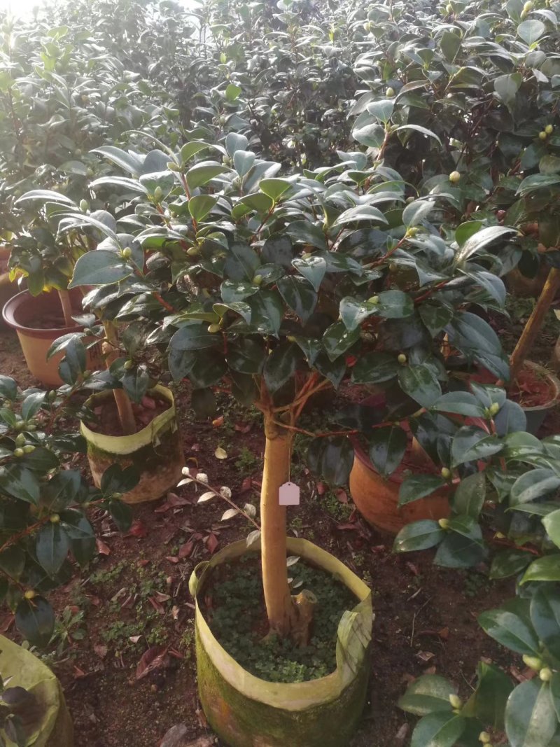 产地直销批发嫁接品种精品茶花
