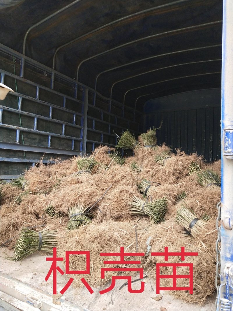 枳壳苗、枳壳大苗、枳壳小苗枸橘苗保湿发货包邮
