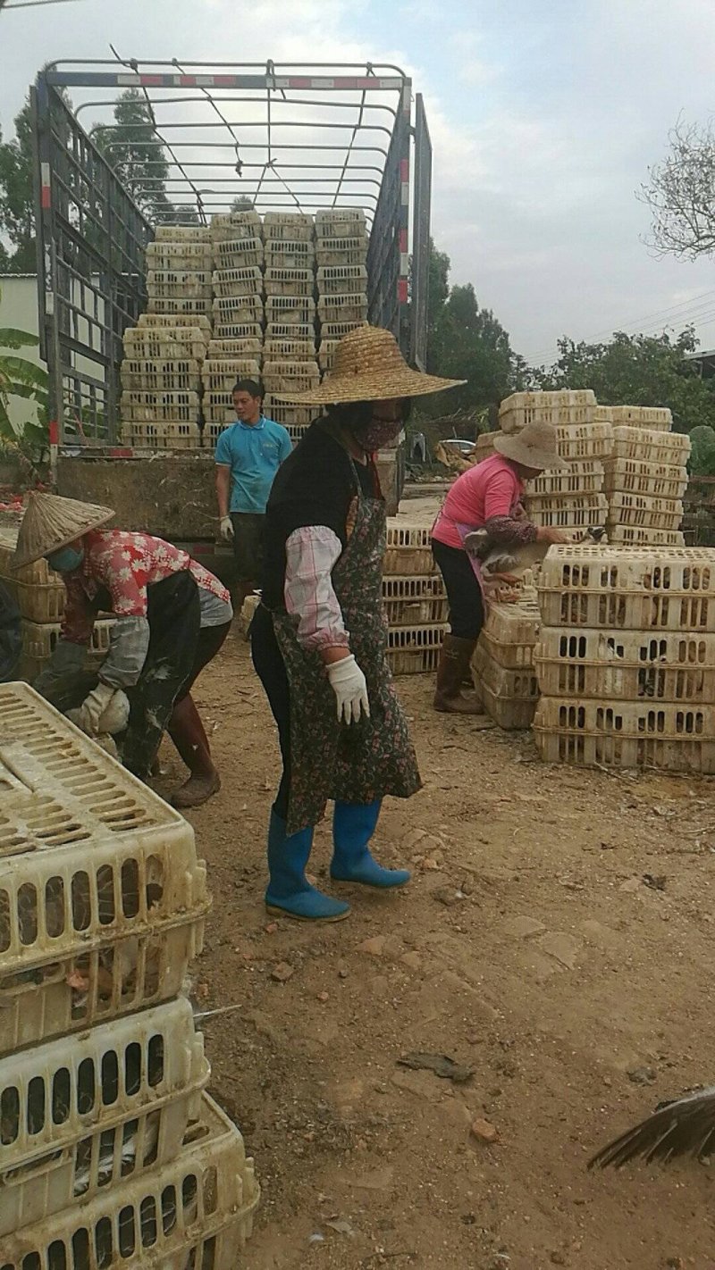 广东楊記長期供应纯种汕狮苗，雷州黑狮苗，白沙苗，马冈苗