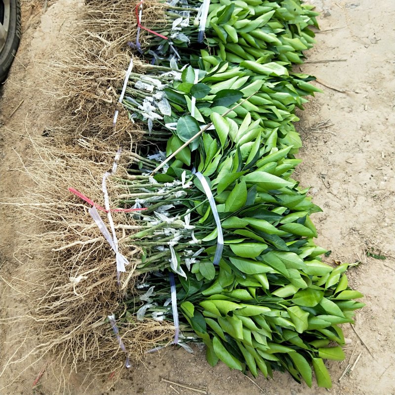 香橙枕091无核沃柑苗，红桔枕无核沃柑苗，品种正，裸苗，