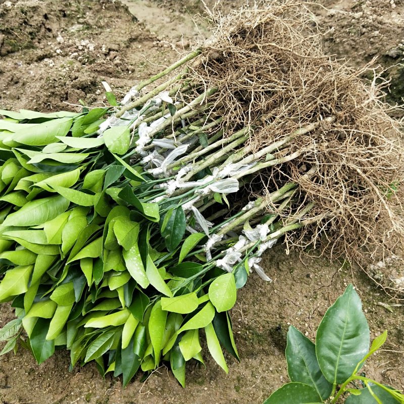 香橙枕091无核沃柑苗，红桔枕无核沃柑苗，品种正，裸苗，