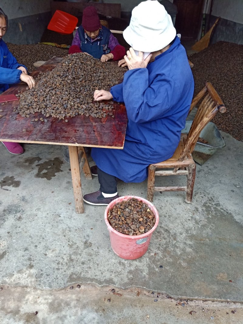湖南茶油平江童市镇，百年土榨山茶油，味正油浓，
