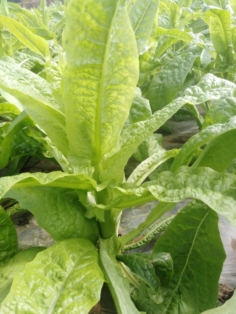 三青莴笋还有10天开卖