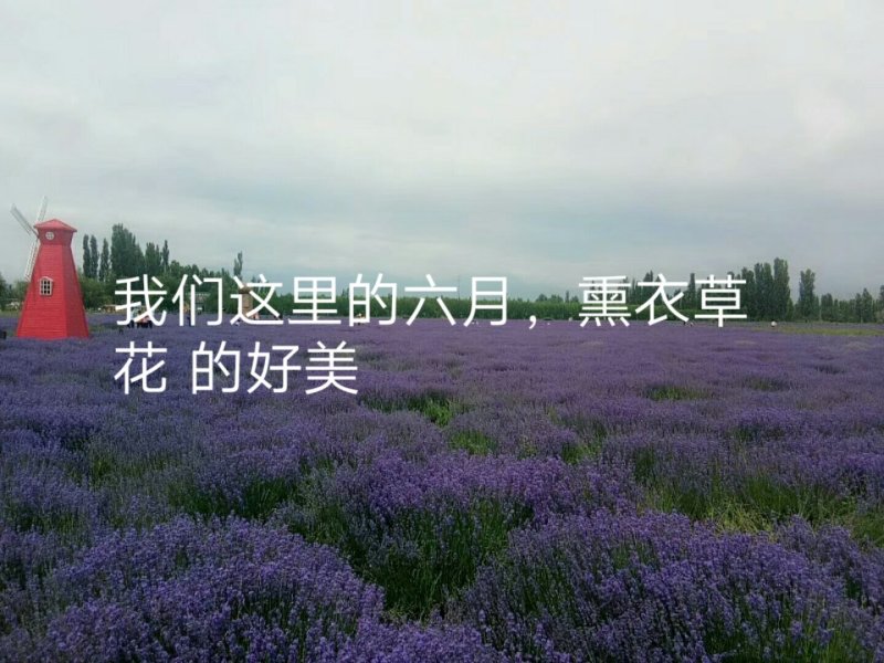 熏衣草，熏马肉