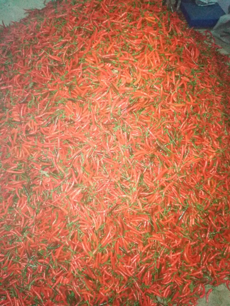 小米椒：直条直把：青米椒