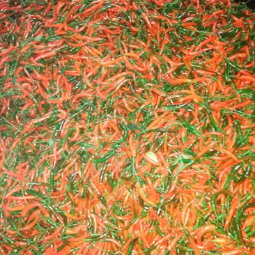 小米椒：直条直把：青米椒