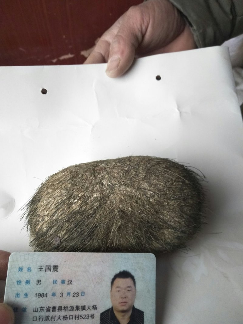 猪宝