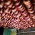 （熟）新疆伊犁熏马肉、熏马肠