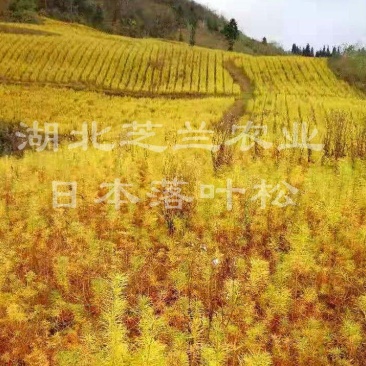 一年生两年生落叶松树苗，高50公分日本落叶松苗