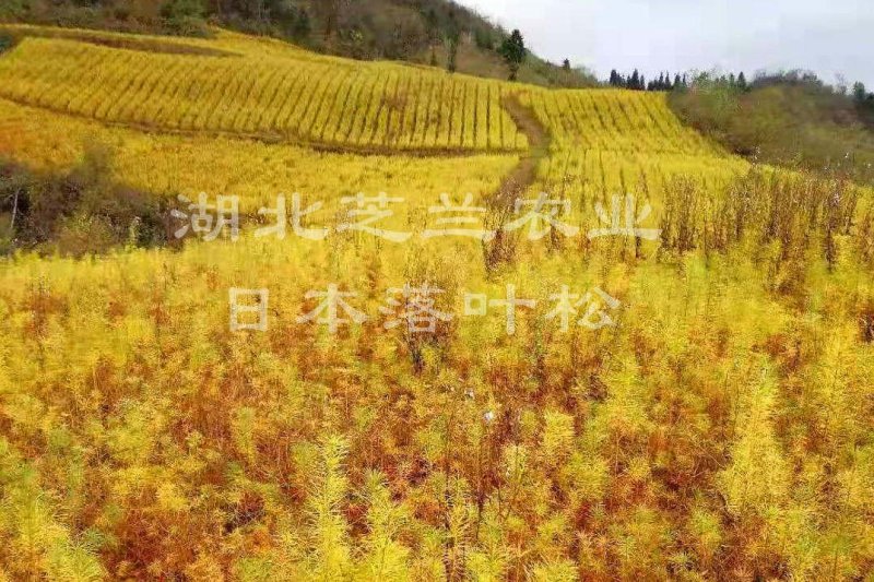 一年生两年生落叶松树苗，高50公分日本落叶松苗