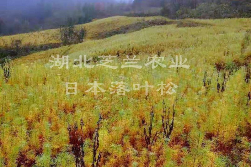 一年生两年生落叶松树苗，高50公分日本落叶松苗