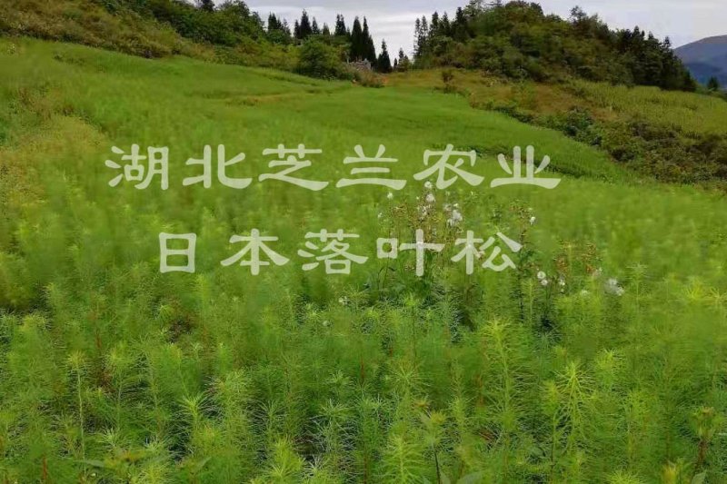 一年生两年生落叶松树苗，高50公分日本落叶松苗