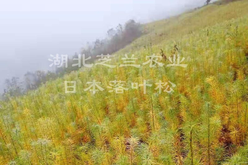 一年生两年生落叶松树苗，高50公分日本落叶松苗