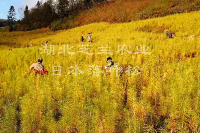 一年生两年生落叶松树苗，高50公分日本落叶松苗