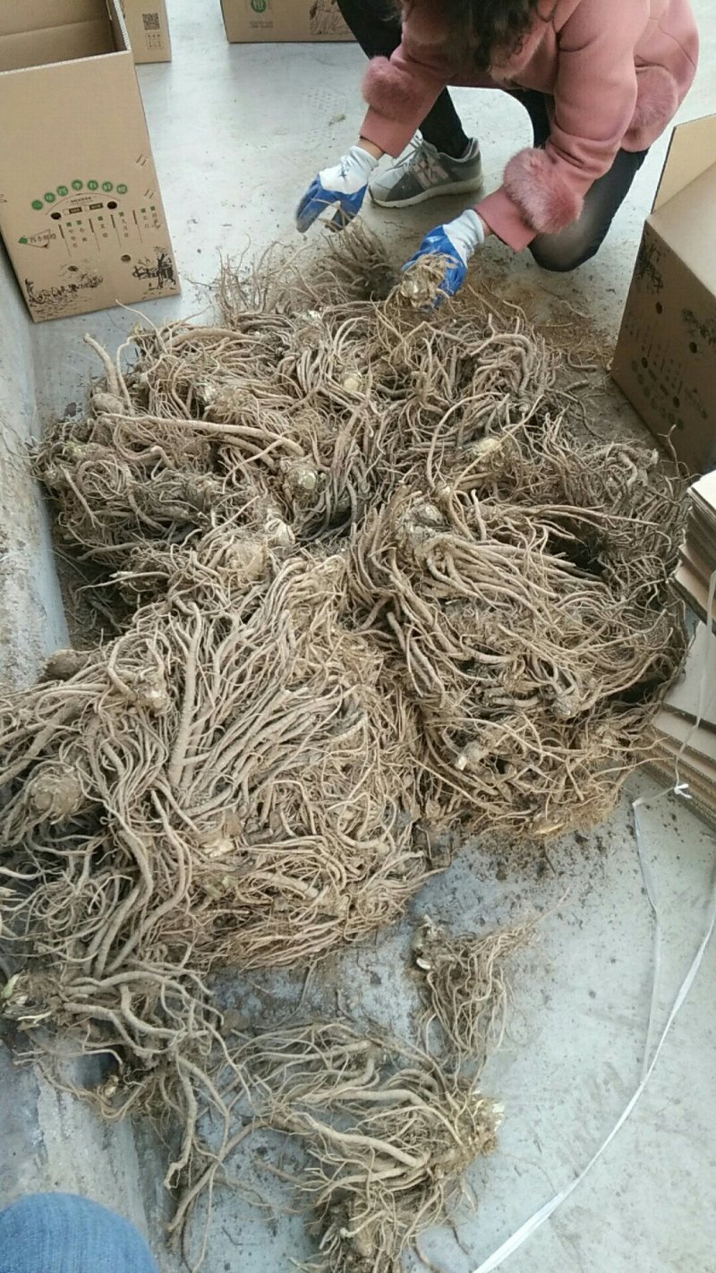 鲜当归