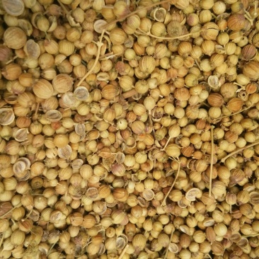 大量香菜种子