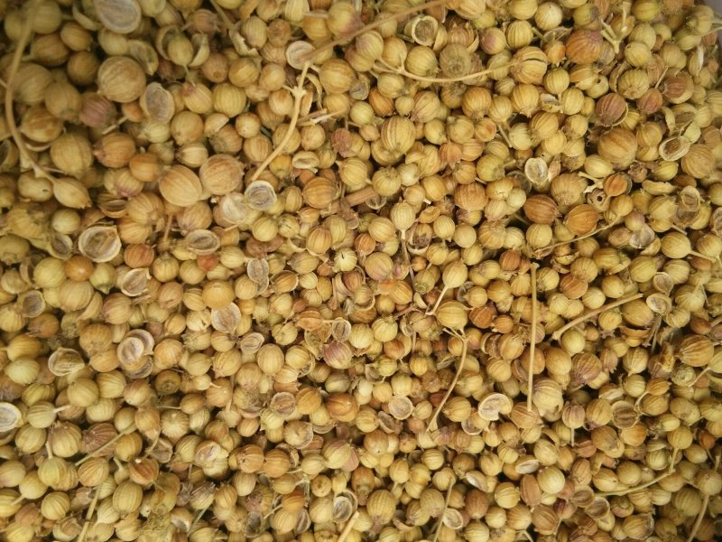 大量香菜种子