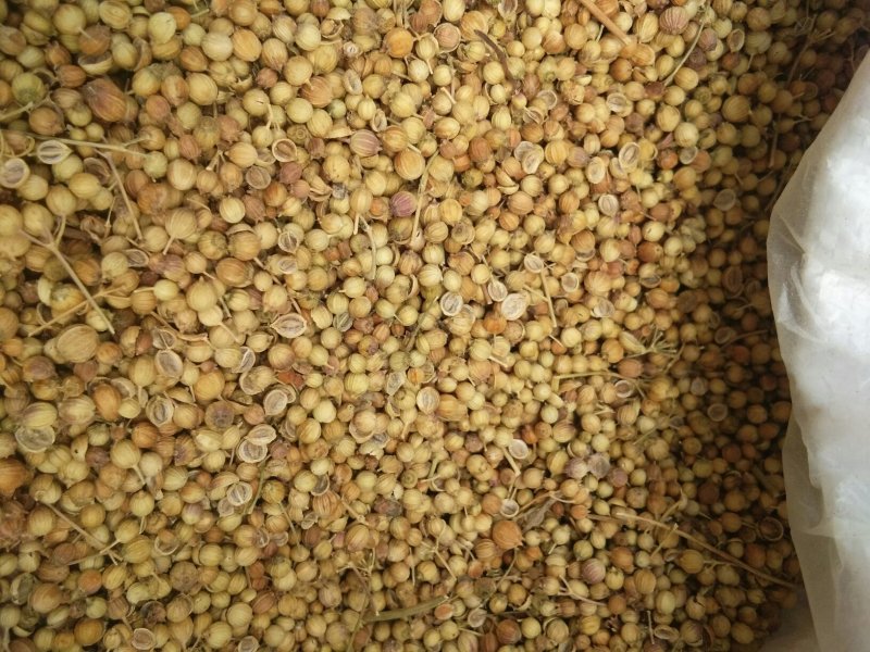 大量香菜种子