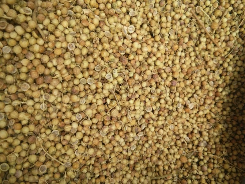 大量香菜种子