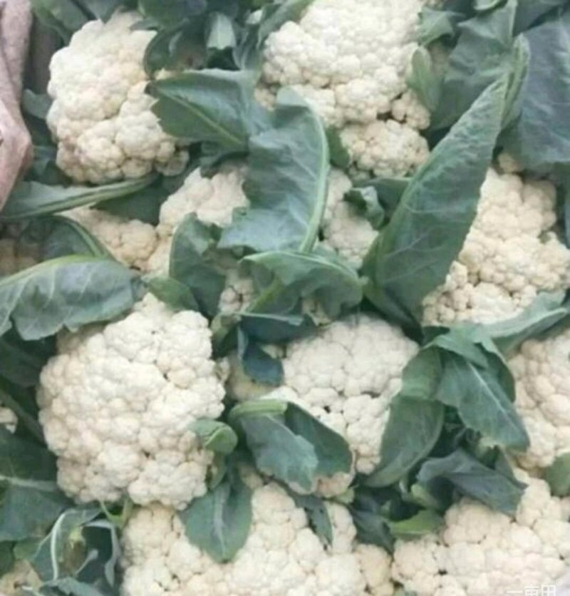 【精】有机松花菜产地大量供应产地直发，诚信专业