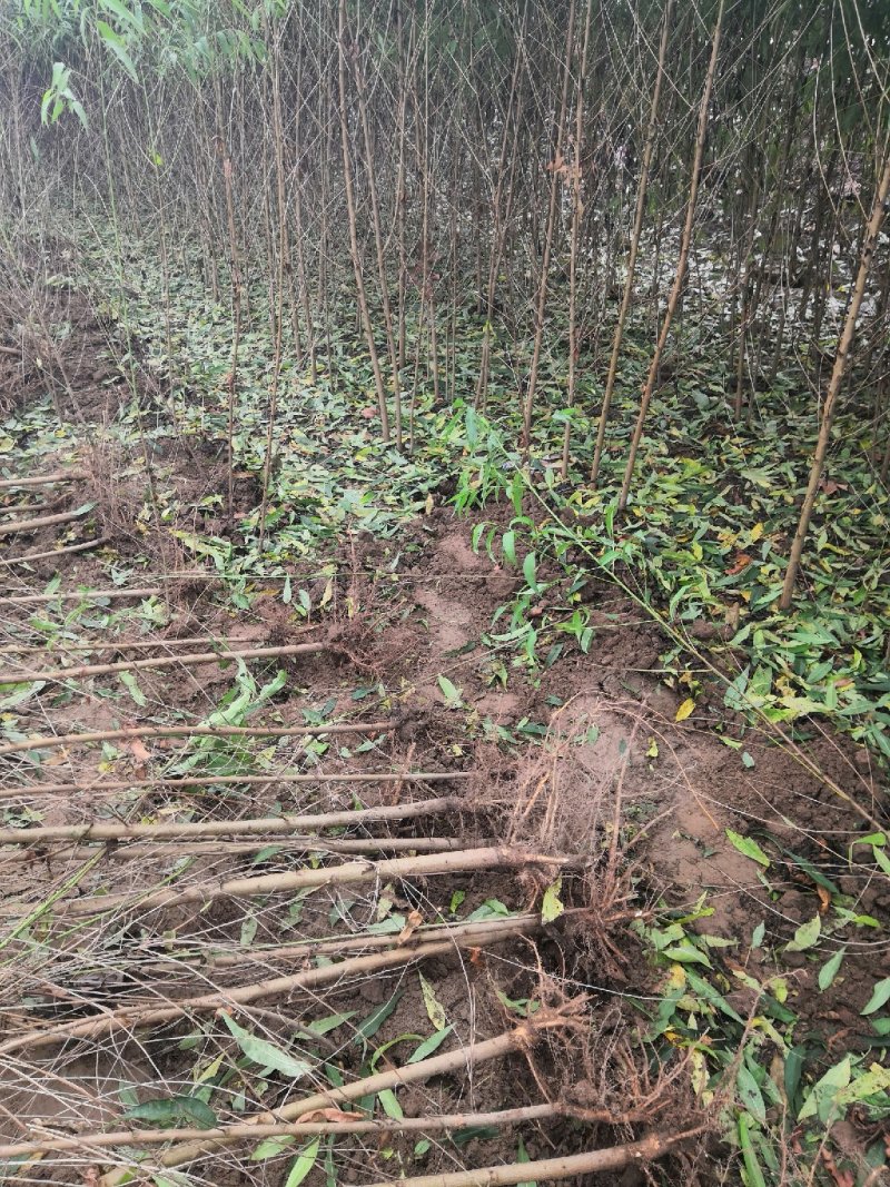 毛桃树苗80cm以上地径0.5以上，可以嫁接使用