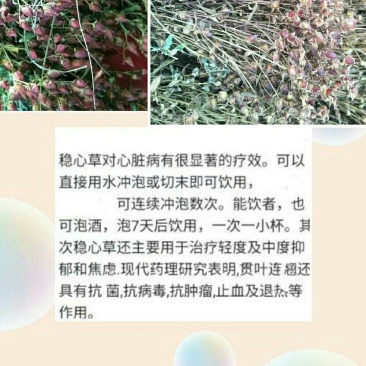 出售稳心草籽