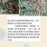 出售稳心草籽