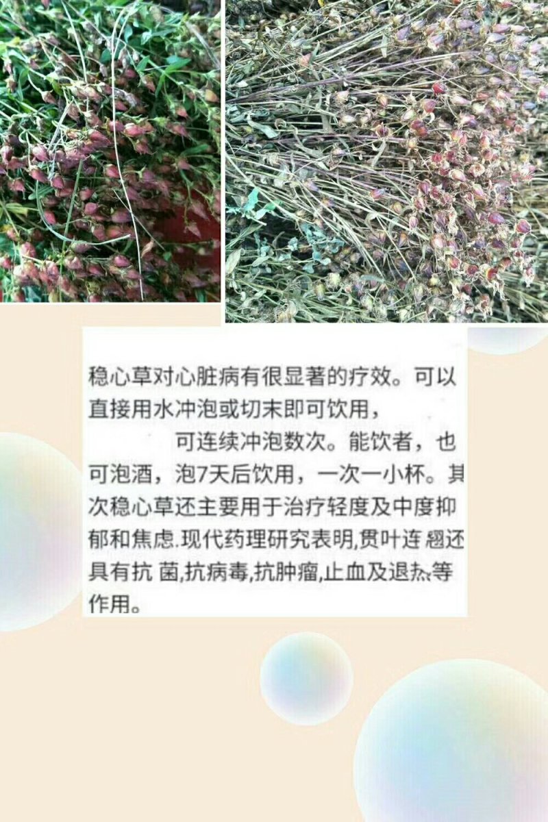 出售稳心草籽