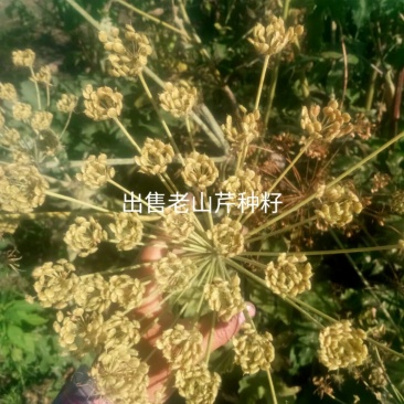 出售老山芹籽