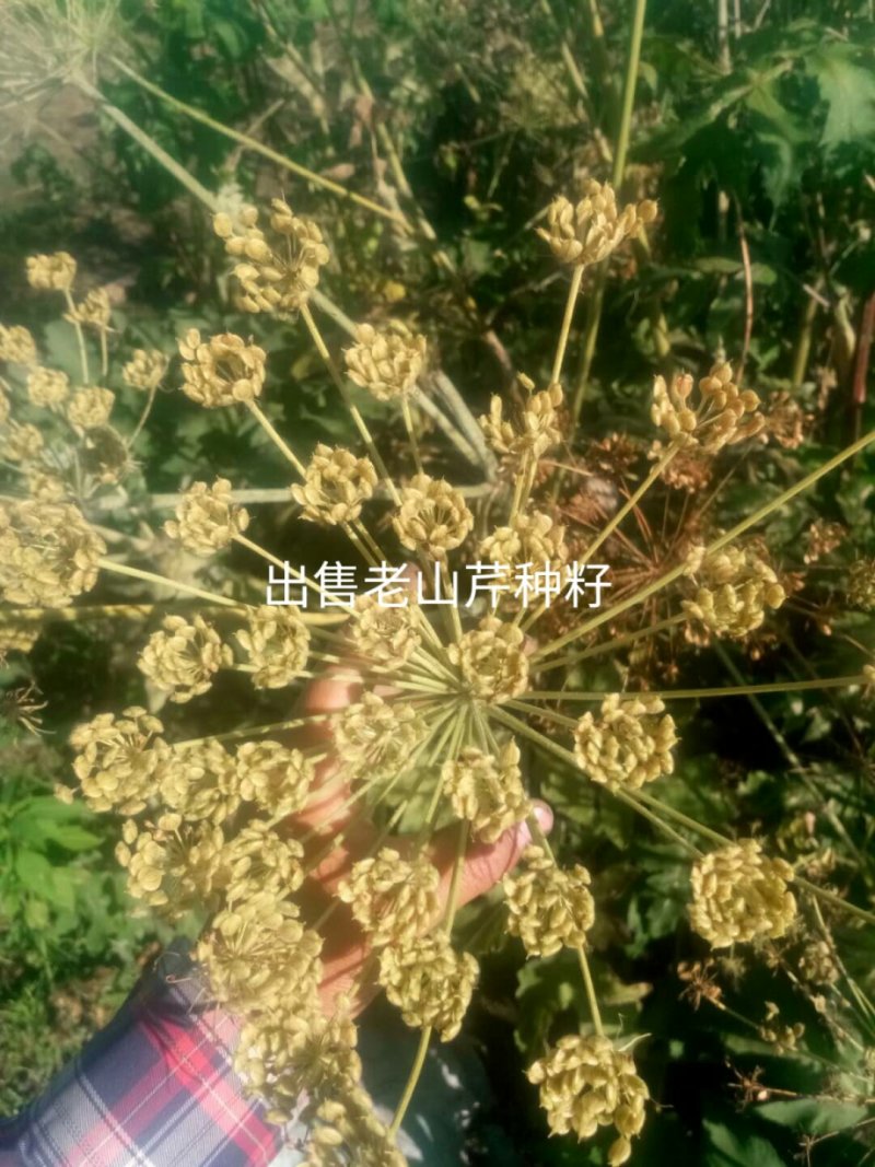 出售老山芹籽