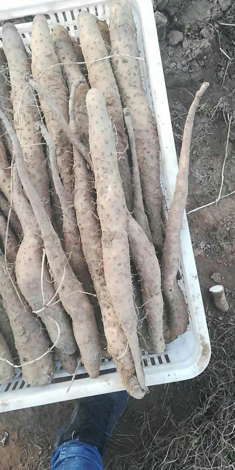 山药种苗