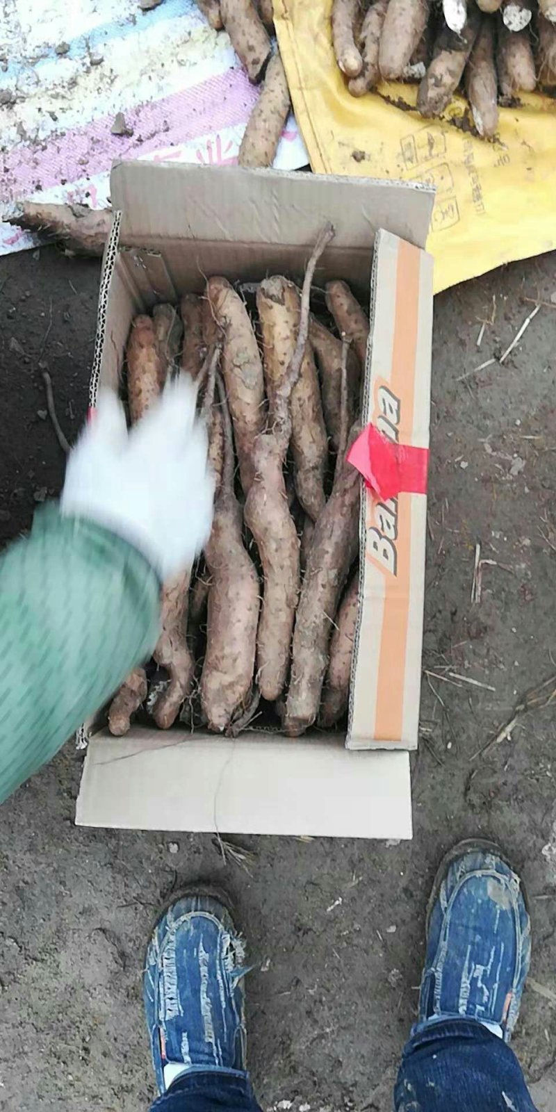 山药种苗