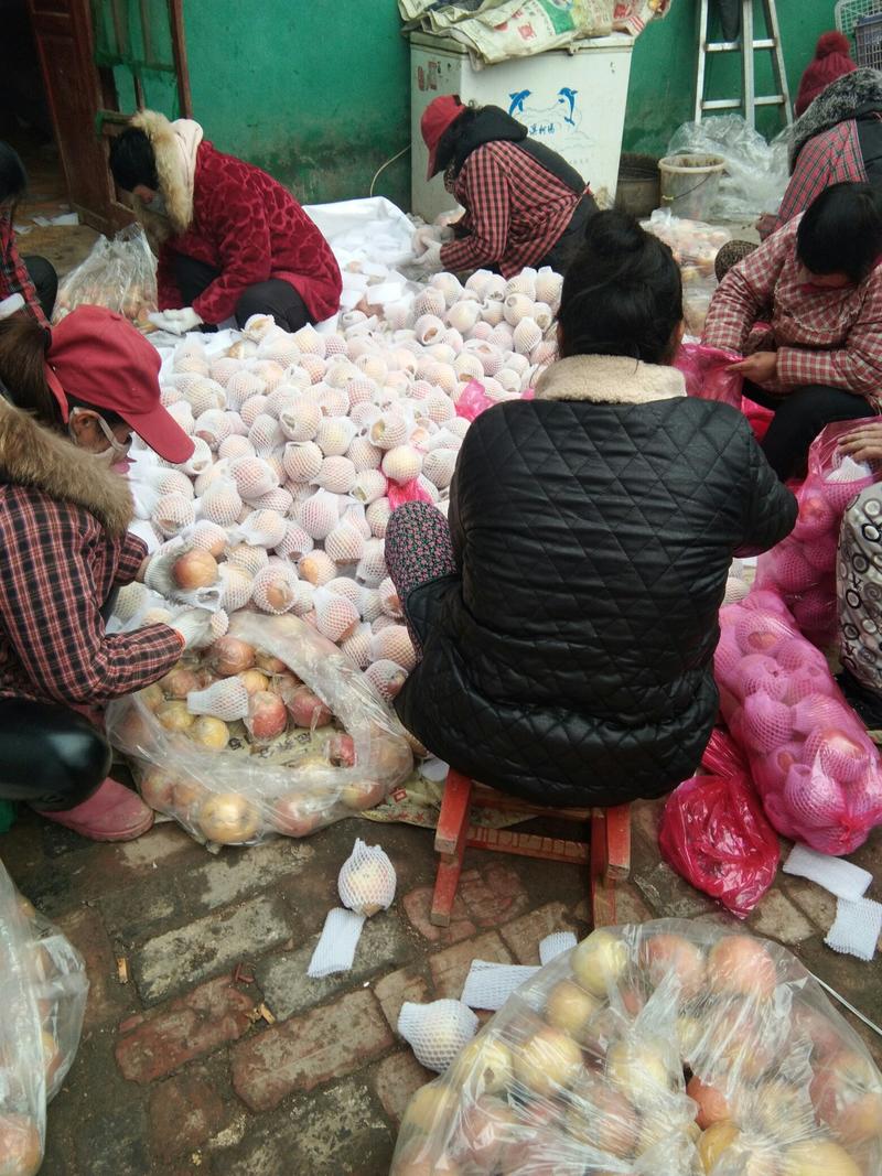 河南虞城红富士苹果，一手货源，价格低，70左右小果