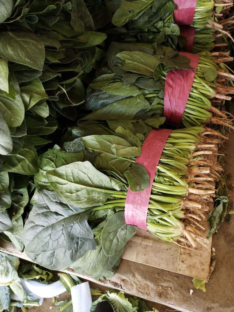 菠菜20~30厘米货量充足产地供应