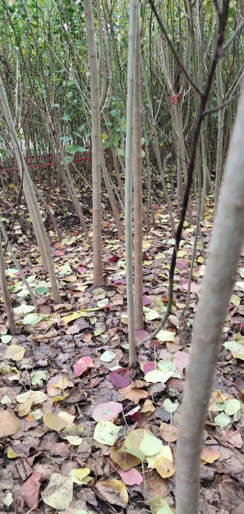 乌桕，红叶乌桕苗。