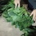 菠菜20~30厘米货量充足产地供应