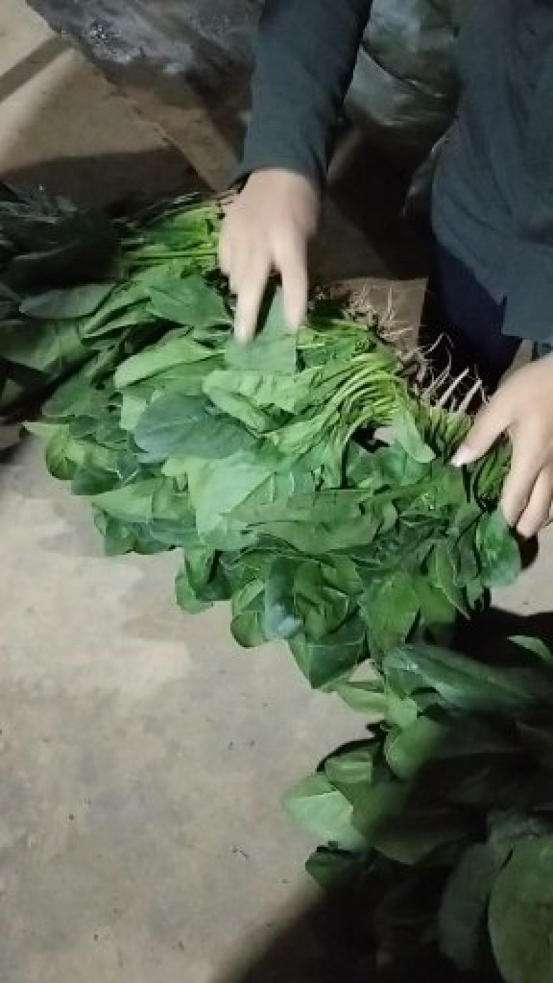 菠菜20~30厘米货量充足产地供应