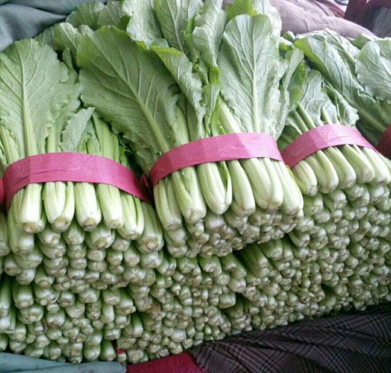 小白菜25~30cm各种级别都有大量现货