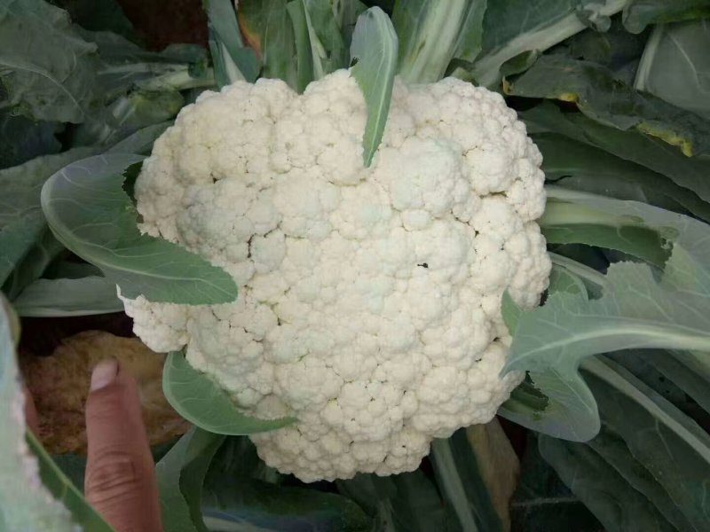 有机花，大量现货，四季供应道路方便包装冷库齐全