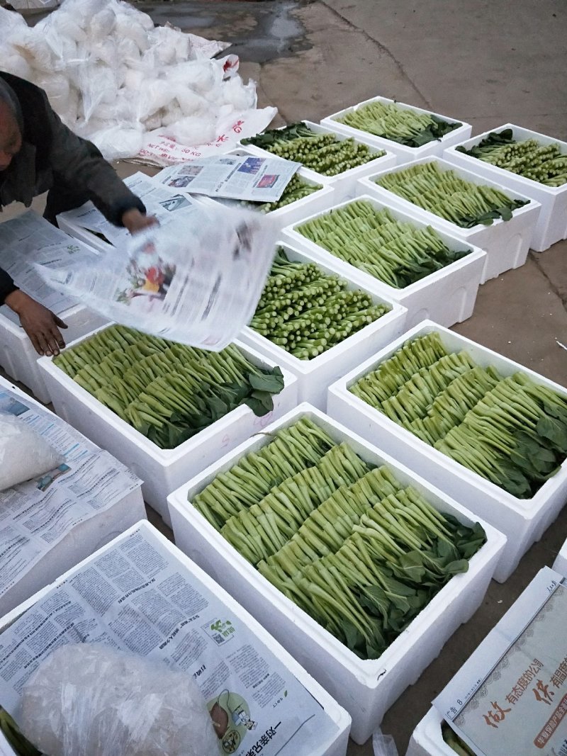 菜苔叶菜精品广东菜心