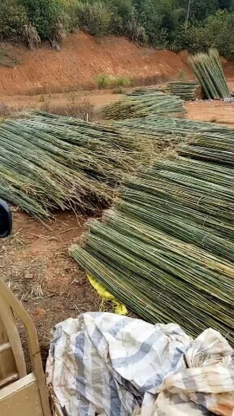 小竹竿山药架