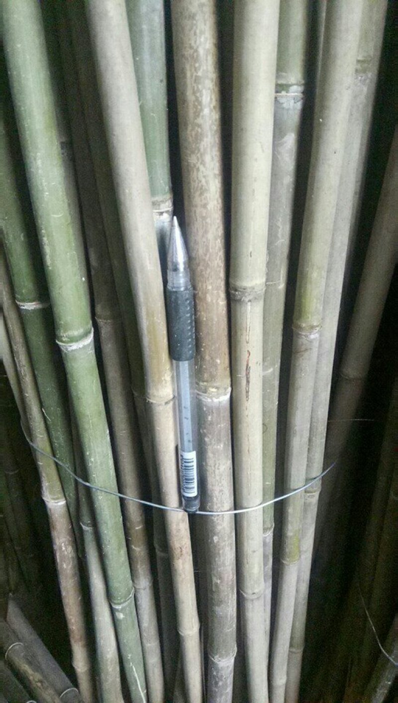 小竹竿山药架