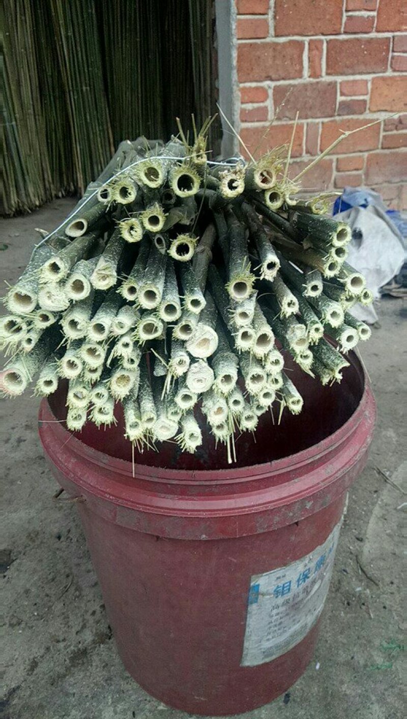 小竹竿山药架