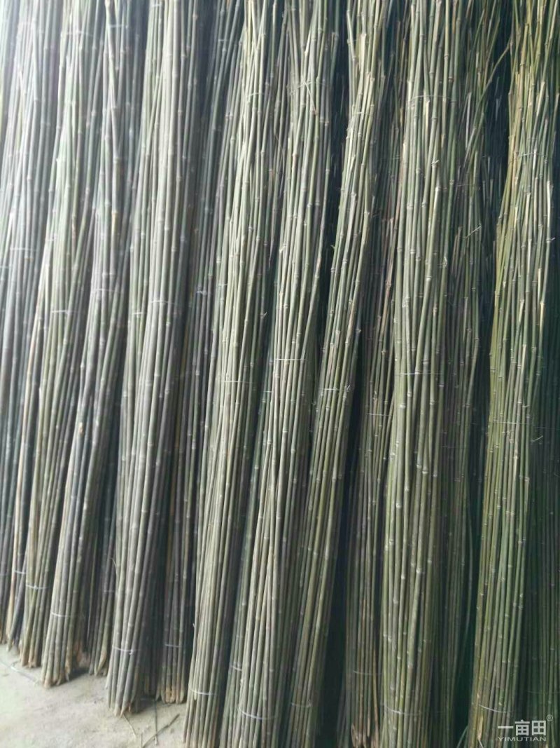小竹竿山药架