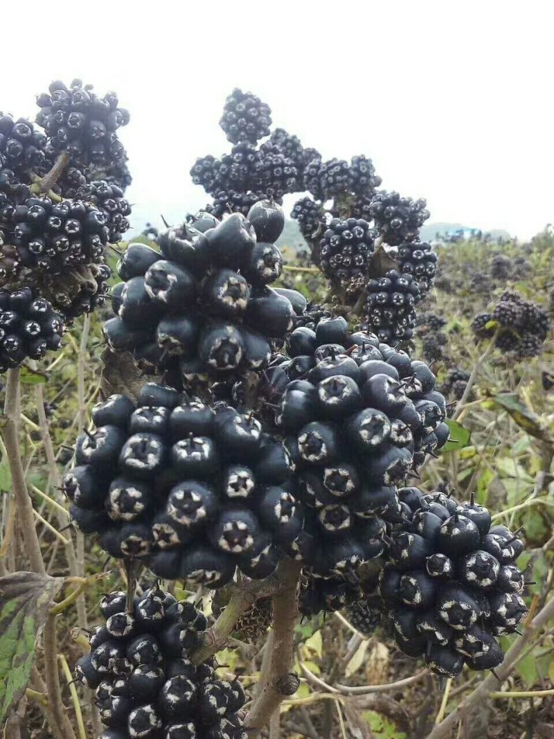 刺五加种子