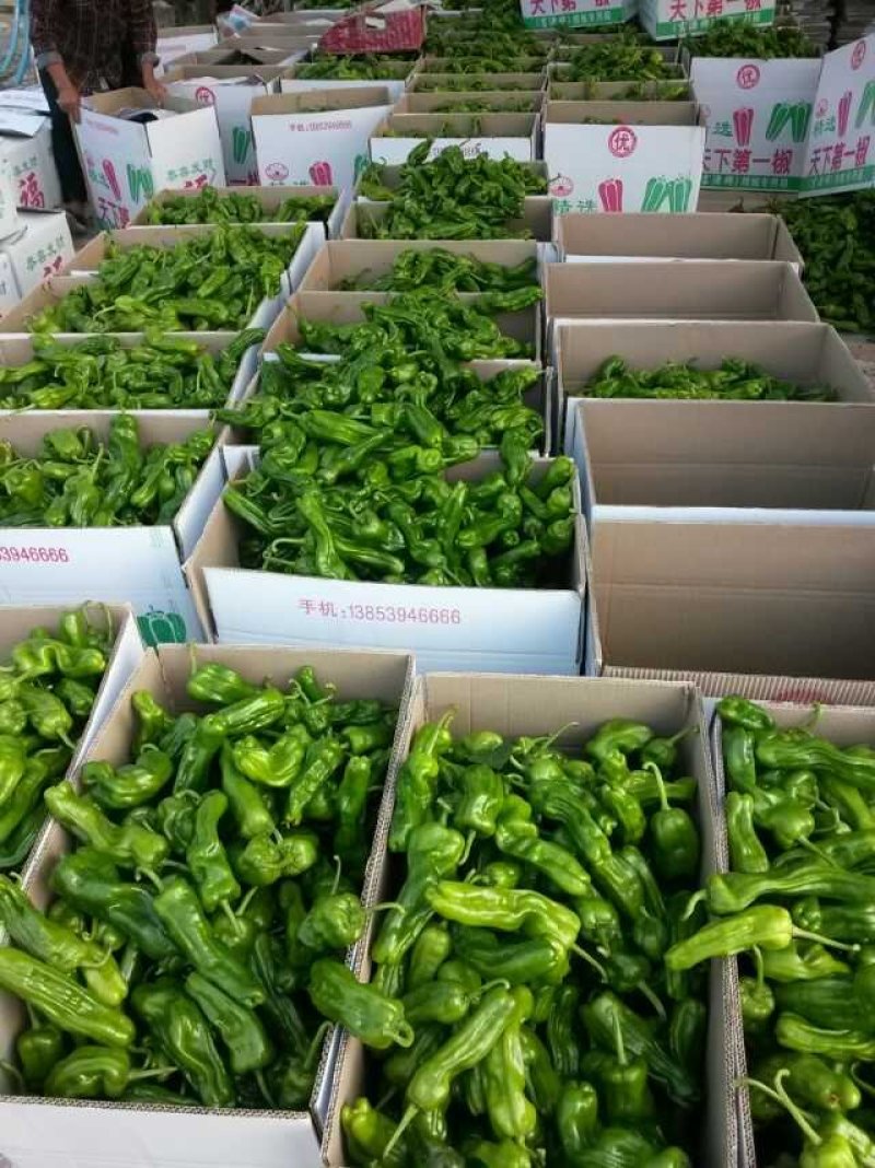 辣椒苗，簿皮泡椒苗螺丝椒苗，线椒苗，牛角椒苗，物流到家，