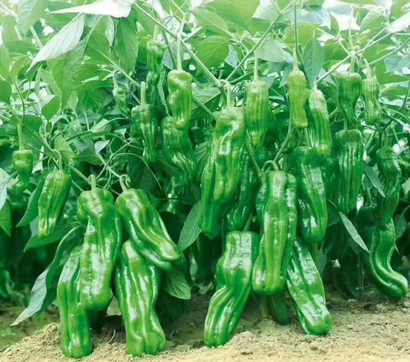 辣椒苗，簿皮泡椒苗螺丝椒苗，线椒苗，牛角椒苗，物流到家，