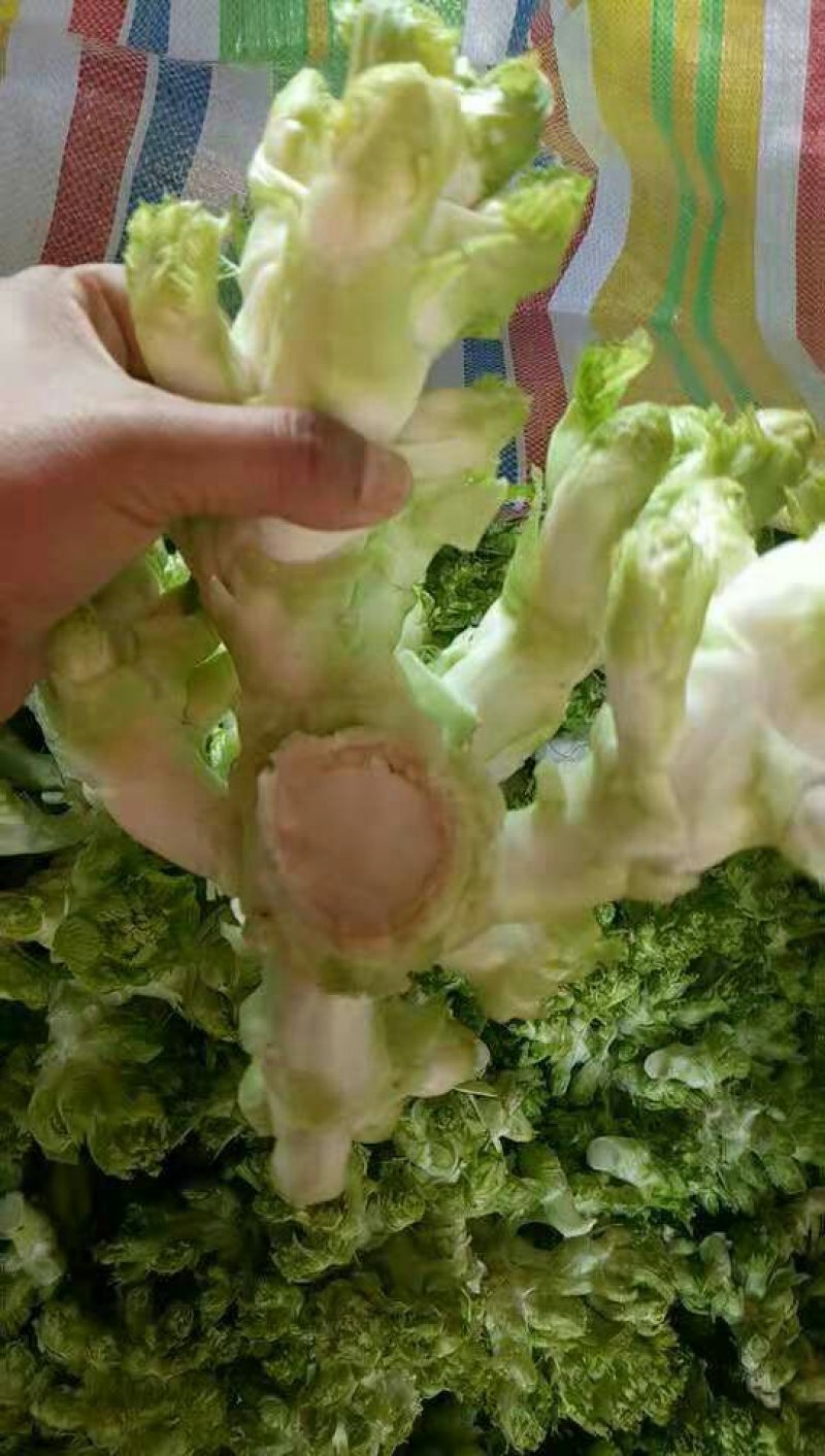 儿菜