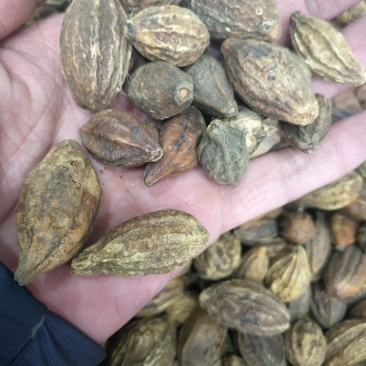 诃子批发各种规格中药材