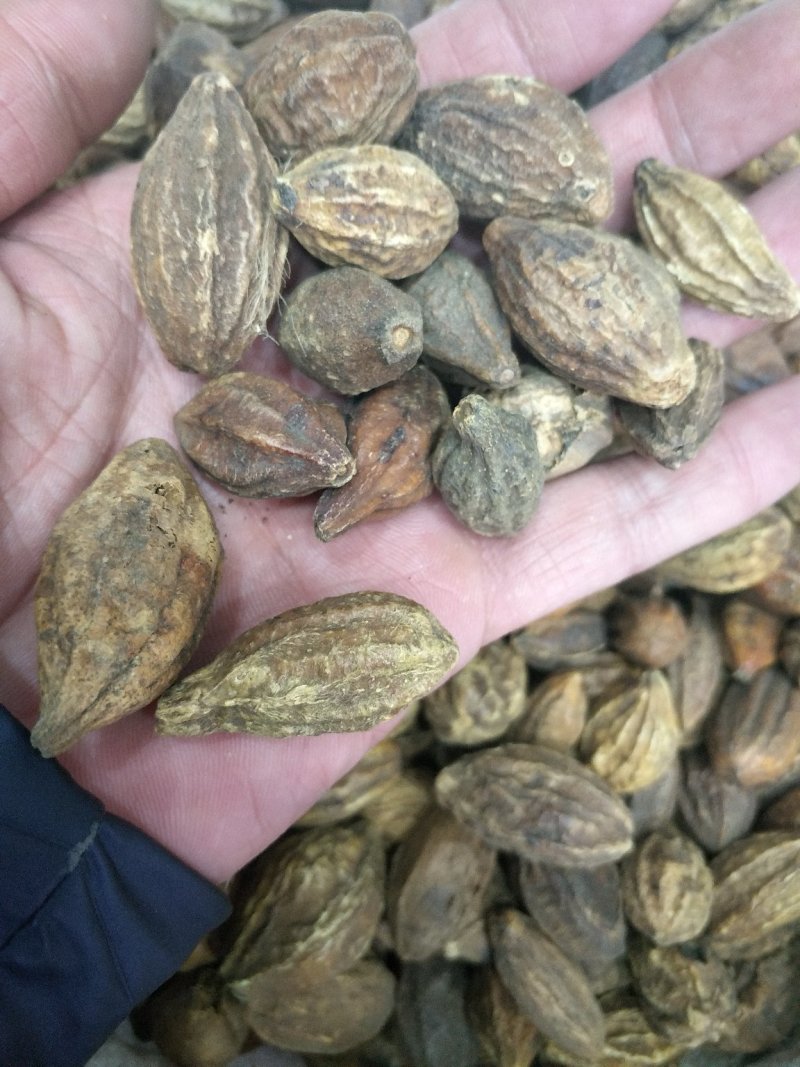 诃子批发各种规格中药材